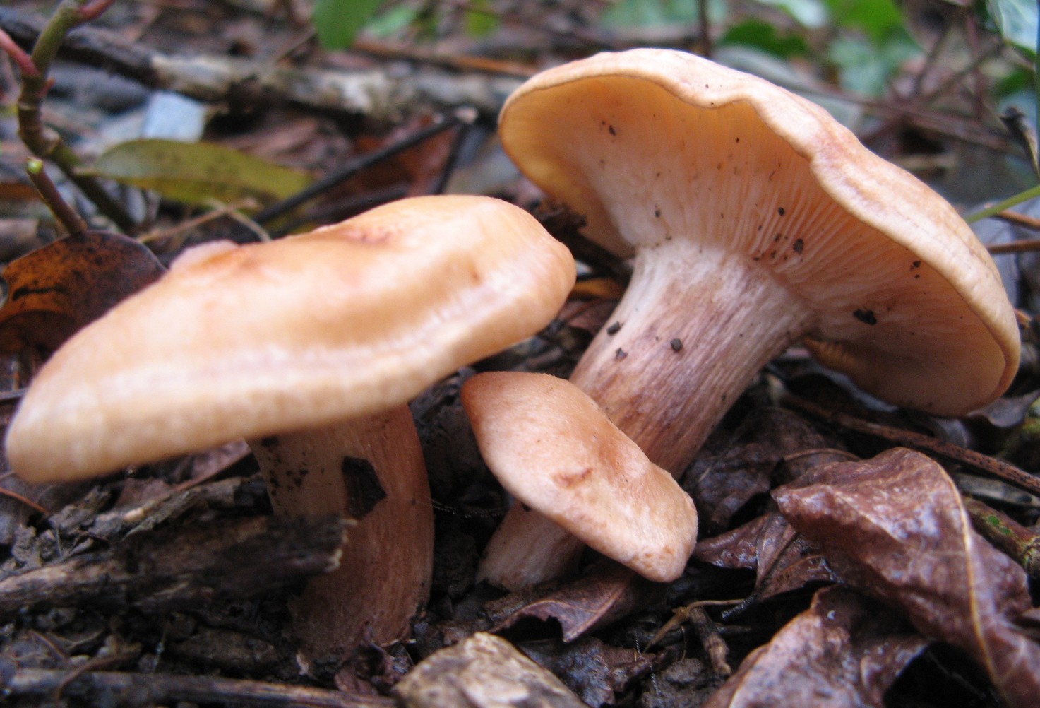 funghi invernali